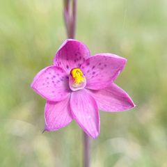 Thelymitra × irregularis