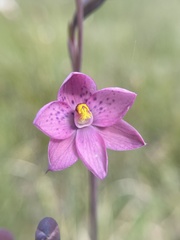 Thelymitra × irregularis