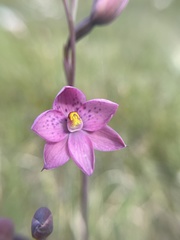 Thelymitra × irregularis