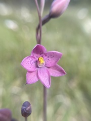 Thelymitra × irregularis
