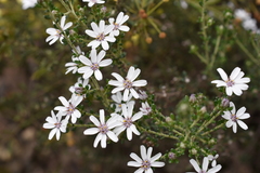 Olearia minor