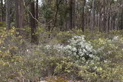 Olearia minor