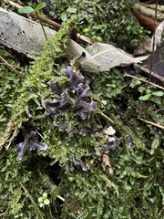 Pseudocyphellaria dissimilis
