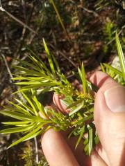 Podocarpus spinulosus