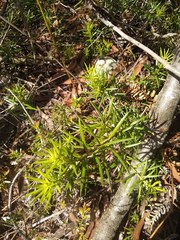 Podocarpus spinulosus