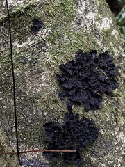 Pseudocyphellaria dissimilis