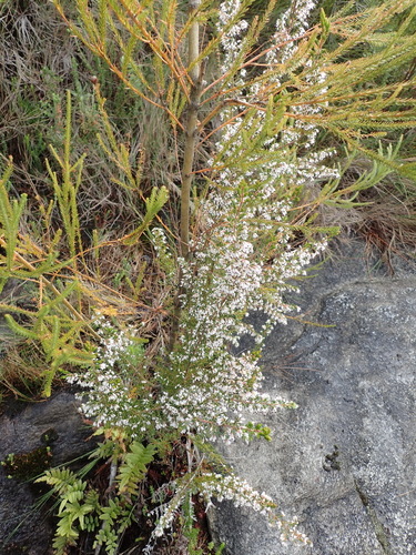 Image of Erica fuscescens by (c) Nicola van Berkel, some rights reserved (CC BY-SA)