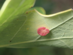 Neuroterus albipes