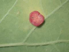 Neuroterus albipes