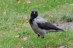 Corvus cornix