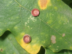Neuroterus albipes
