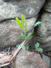 Acacia suaveolens