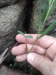 Acacia suaveolens