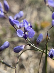 Comesperma volubile