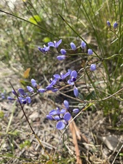 Comesperma volubile