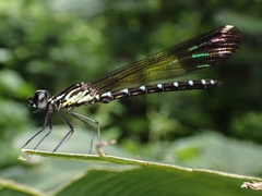 Heliocypha perforata