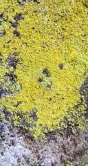 Chrysothrix chlorina