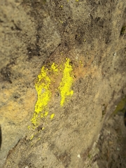 Chrysothrix chlorina