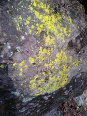 Chrysothrix chlorina