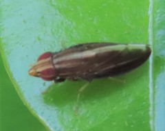 Cephaloconus tenebrosus