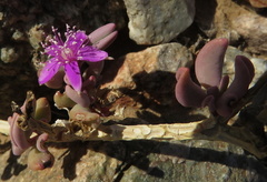 Sesuvium sesuvioides