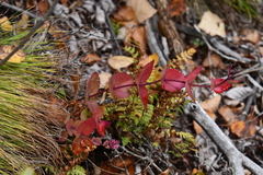 Hylotelephium ussuriense