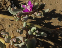 Sesuvium sesuvioides