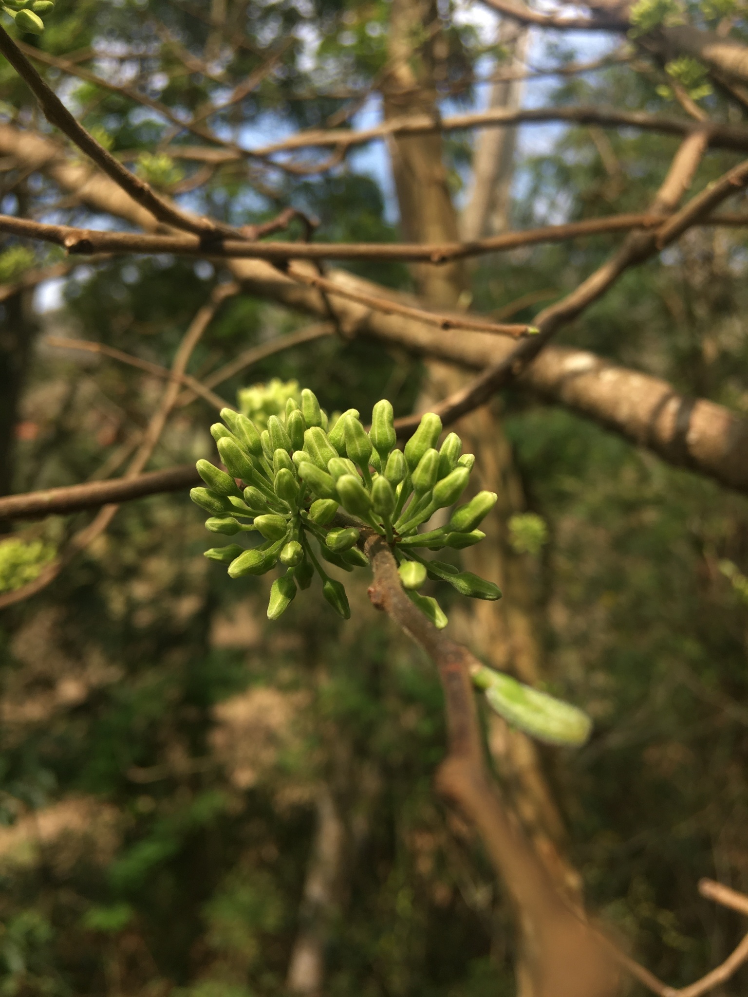 Iochroma arborescens