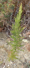 Erica inconstans