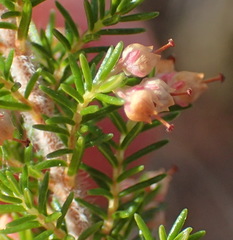 Erica inconstans