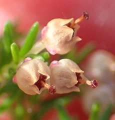 Erica inconstans