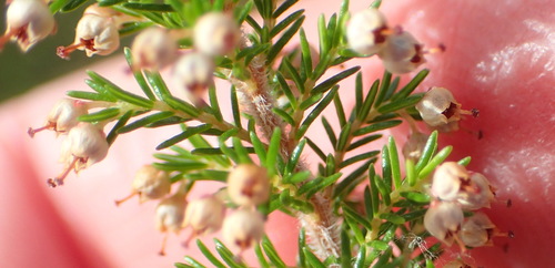 Image of Erica inconstans by (c) Nicola van Berkel, some rights reserved (CC BY-SA)