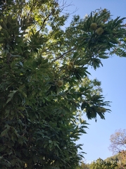 Fagaceae