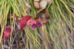 Hylotelephium ussuriense