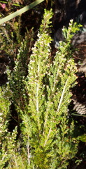 Erica inconstans