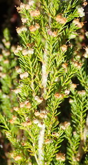 Erica inconstans