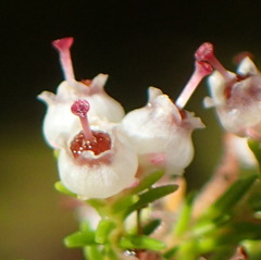 Erica inconstans