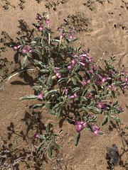 Penstemon albomarginatus