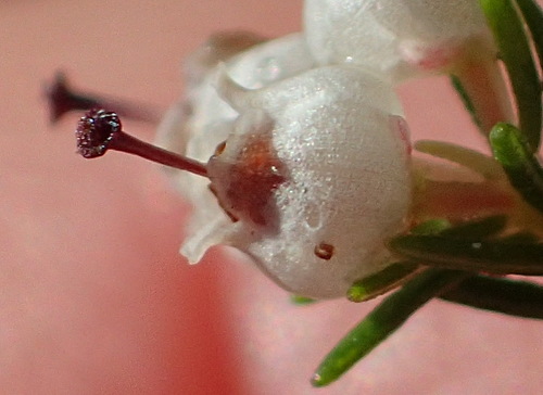 Image of Outeniqua Tree Heath by (c) Nicola van Berkel, some rights reserved (CC BY-SA)