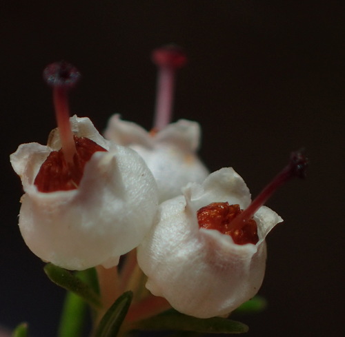 Image of Outeniqua Tree Heath by (c) Nicola van Berkel, some rights reserved (CC BY-SA)
