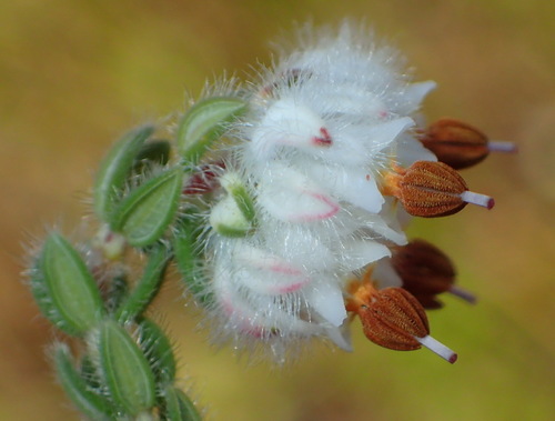 Image of Wool Heath (Erica flaccida) by (c) Nicola van Berkel, some rights reserved (CC BY-SA)