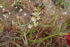 Wurmbea spicata
