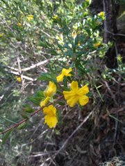Hibbertia nitida
