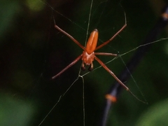 Nephila pilipes