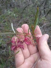Grevillea diffusa