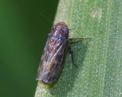Deltocephalus pulicaris