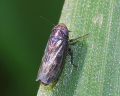 Deltocephalus pulicaris
