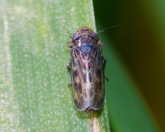 Deltocephalus pulicaris