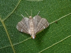 Cangetta hartoghialis