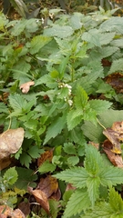 Lamium album